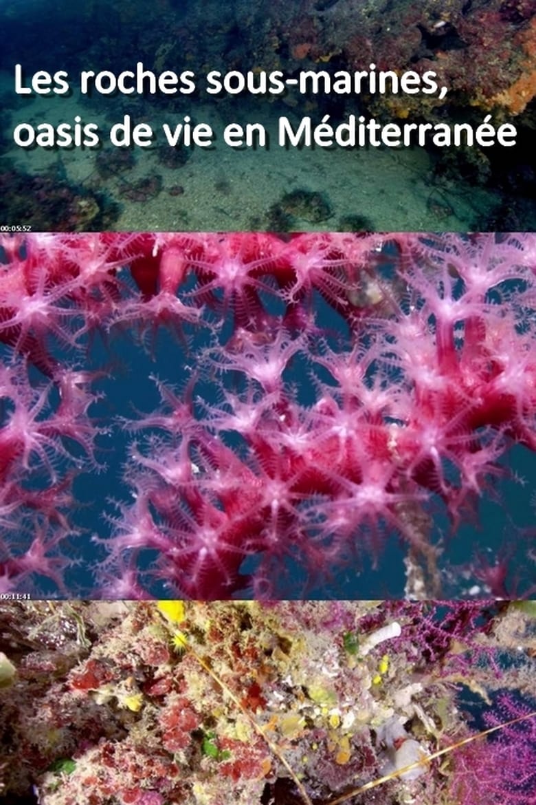 Poster of Les roches sous-marines, oasis de vie en Méditerranée