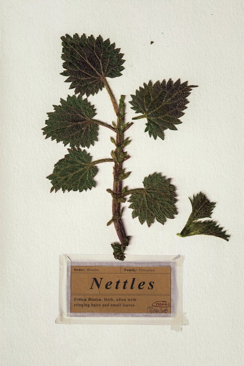 Poster of Nettles