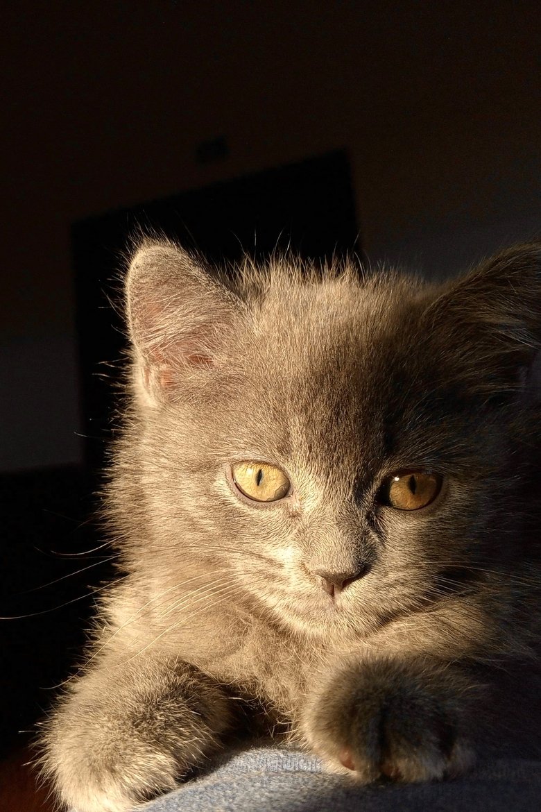 Portrait of Peto