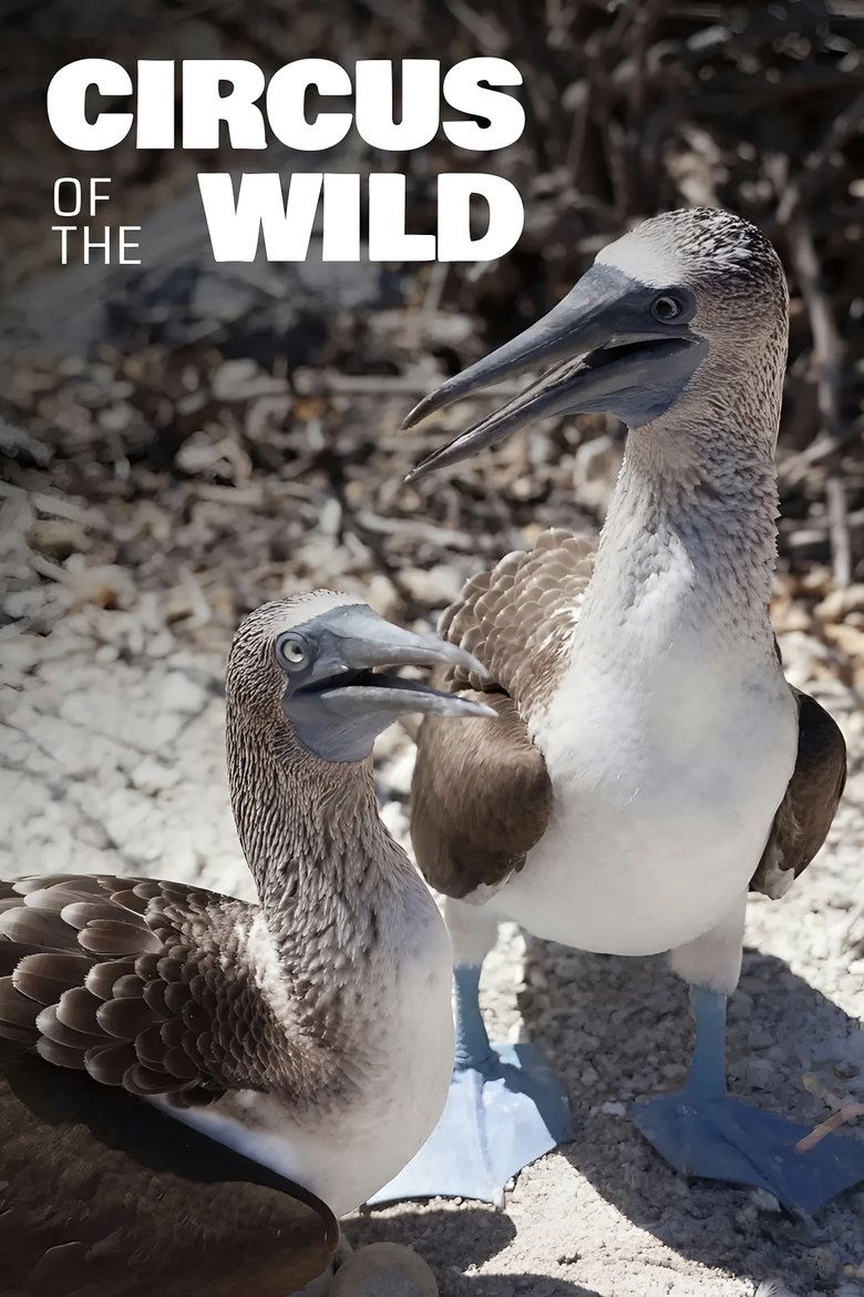 Poster of Witzig und wild - Die kuriosen Seiten der Tiere