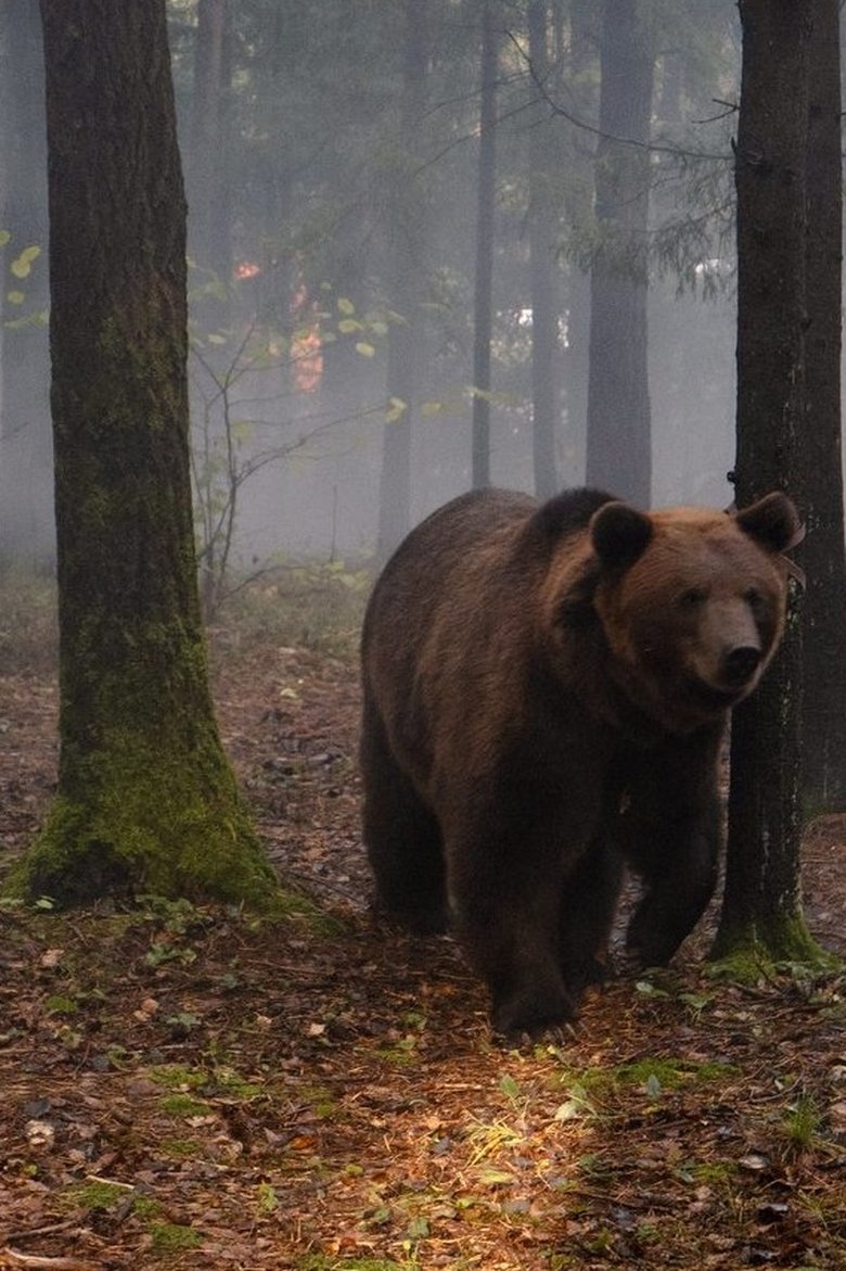 Poster of My Father is a Bear